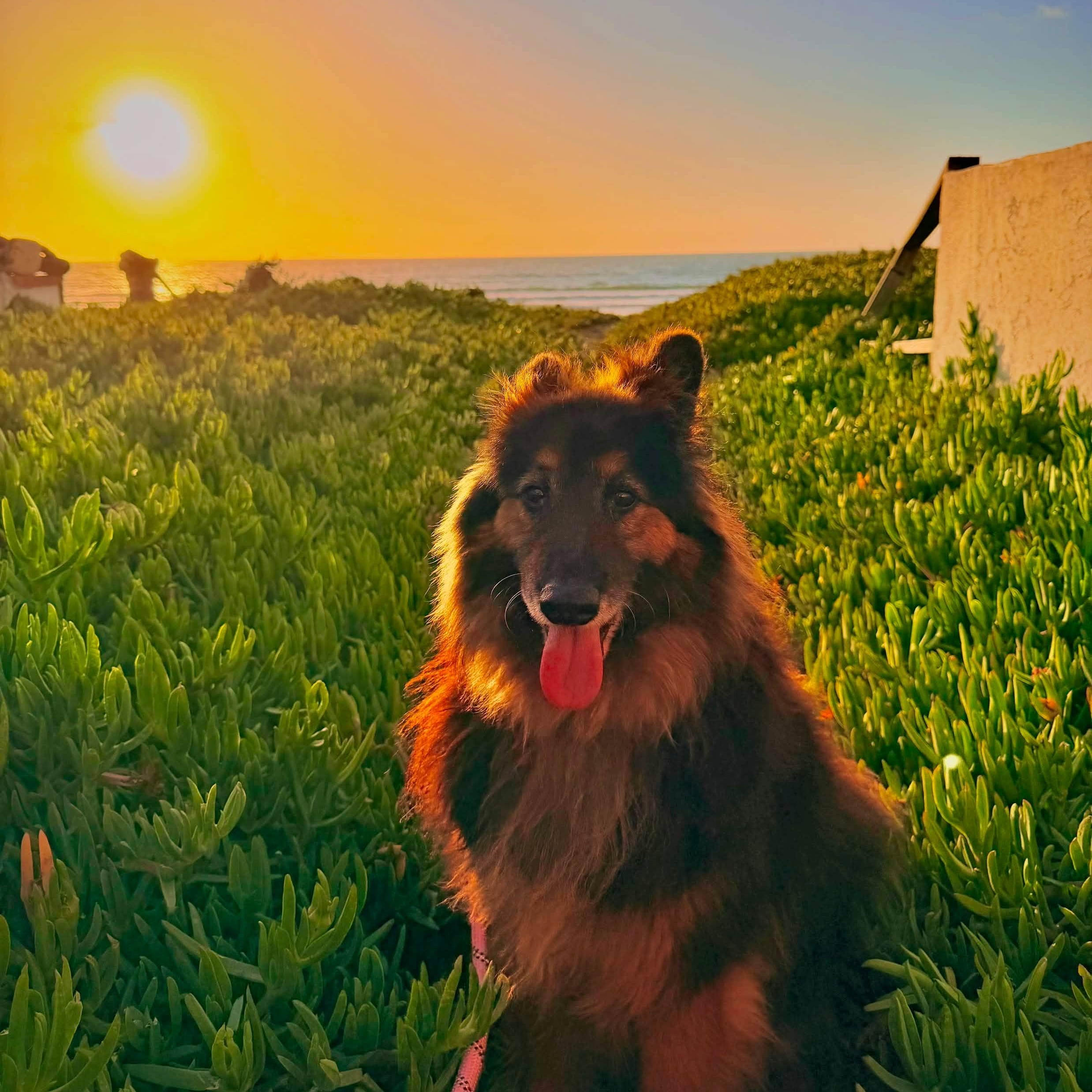 Koda, Adoptable, Adult Male Shetland Sheepdog / Sheltie & Australian Shepherd.