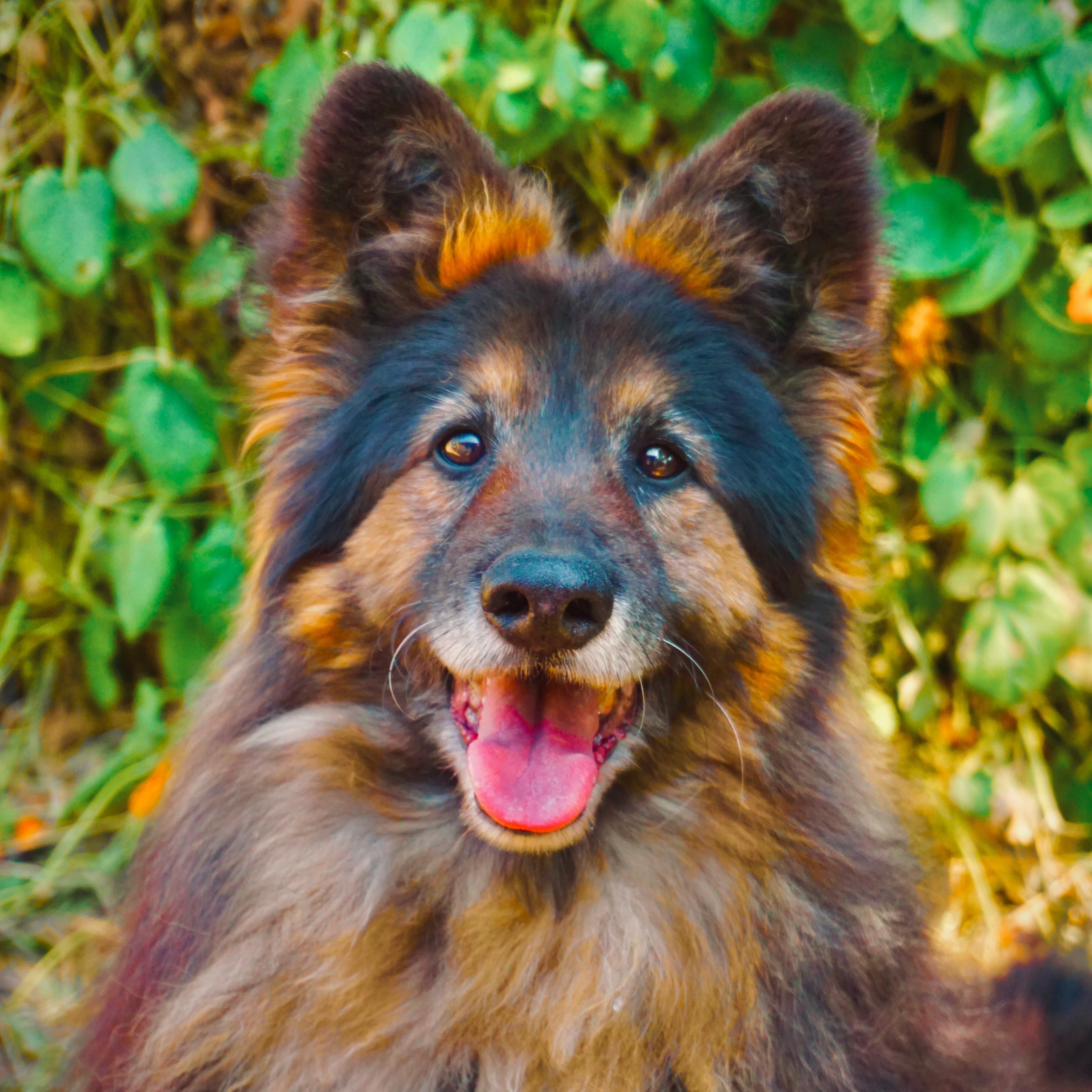 Enlarge Koda, a Adoptable mixed breed in San Diego, CA image 4/5
