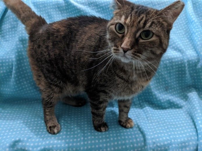 Dough (Jamie), a Adoptable mixed breed in St Paul, MN image 1/10