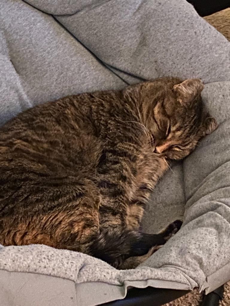 Dough (Jamie), a Adoptable mixed breed in St Paul, MN image 2/10