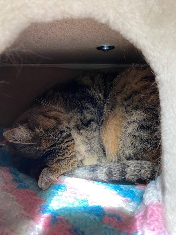 Dough (Jamie), a Adoptable mixed breed in St Paul, MN image 3/10