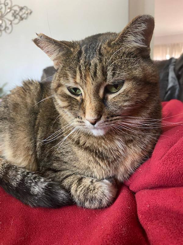 Dough (Jamie), a Adoptable mixed breed in St Paul, MN image 4/10