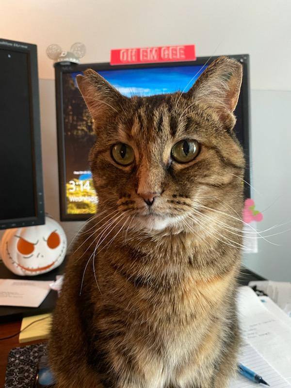 Dough (Jamie), a Adoptable mixed breed in St Paul, MN image 5/10