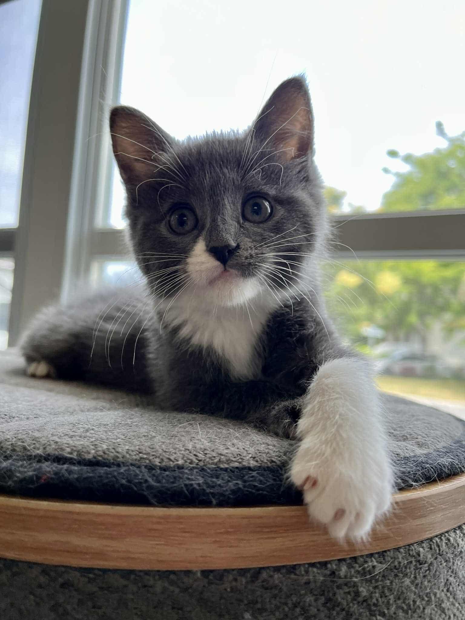 Lotus, Baby Male Domestic Short Hair