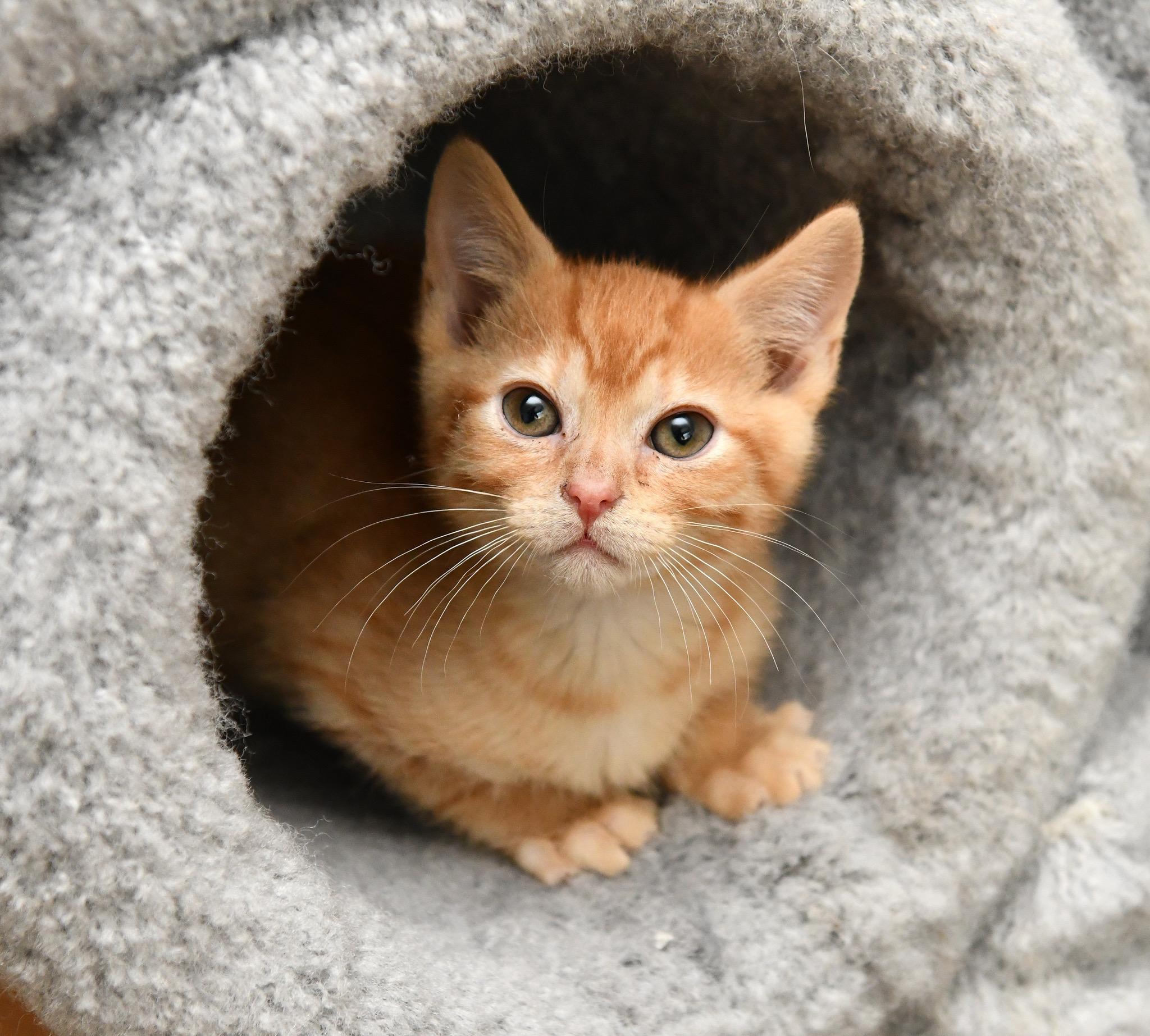 Enlarge Herbert and Fizzy, an adopted Domestic Short Hair in Seattle, WA image 4/6