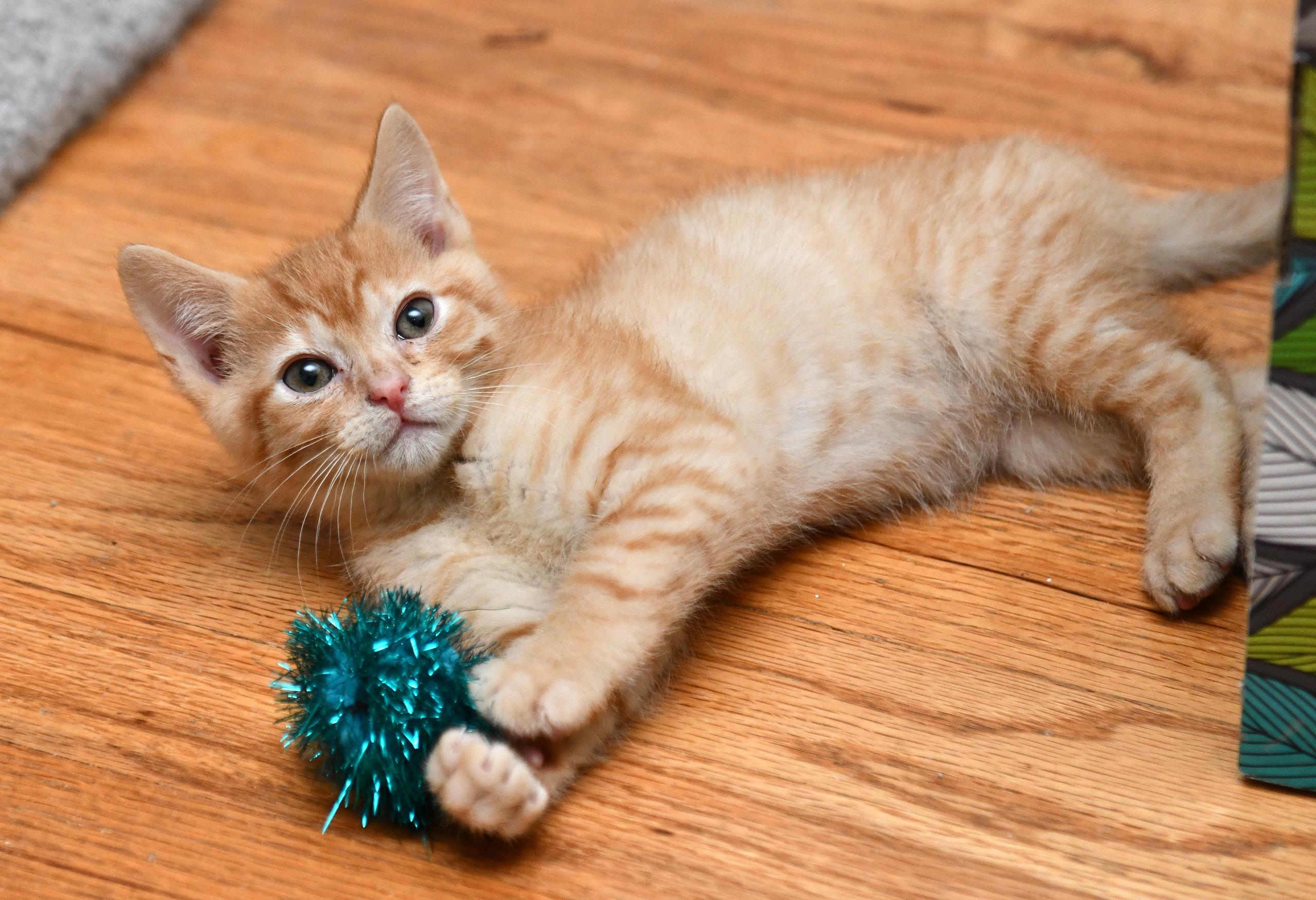 Enlarge Herbert and Fizzy, an adopted Domestic Short Hair in Seattle, WA image 2/6