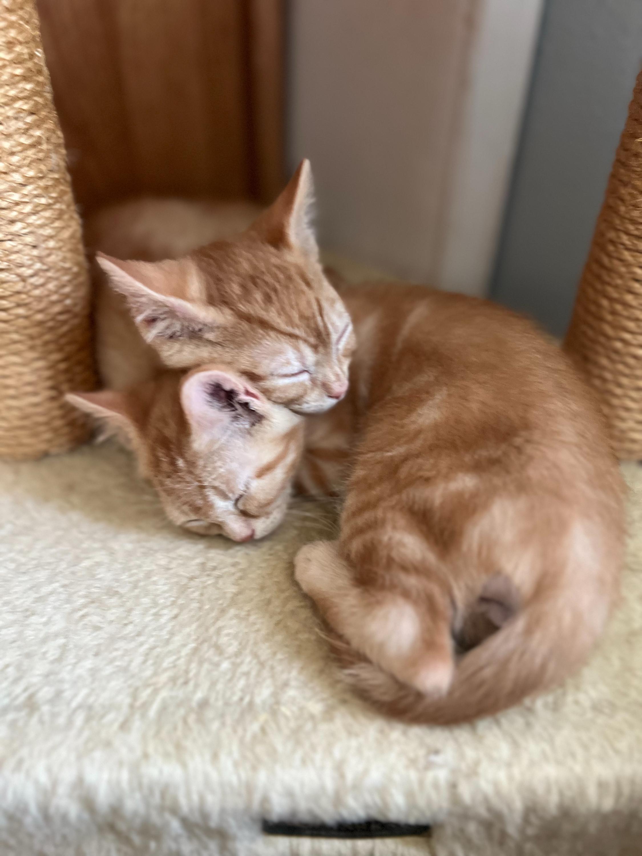 Enlarge Herbert and Fizzy, an adopted Domestic Short Hair in Seattle, WA image 3/6