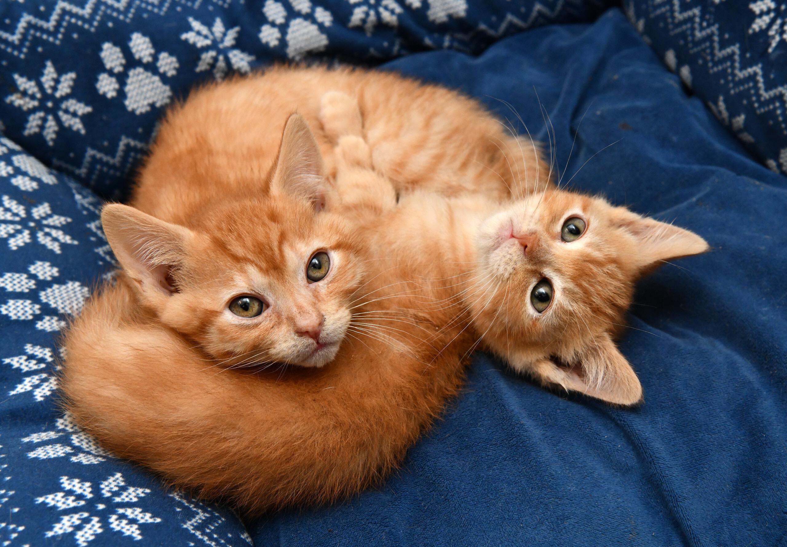 Enlarge Herbert and Fizzy, an adopted Domestic Short Hair in Seattle, WA image 1/6