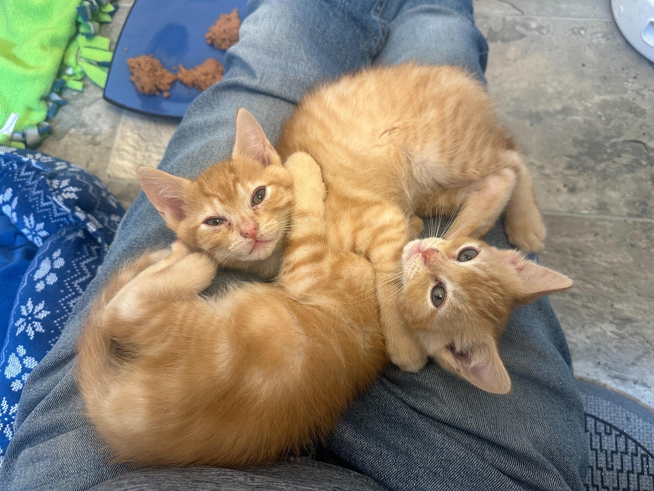 Enlarge Herbert and Fizzy, an adopted Domestic Short Hair in Seattle, WA image 5/6