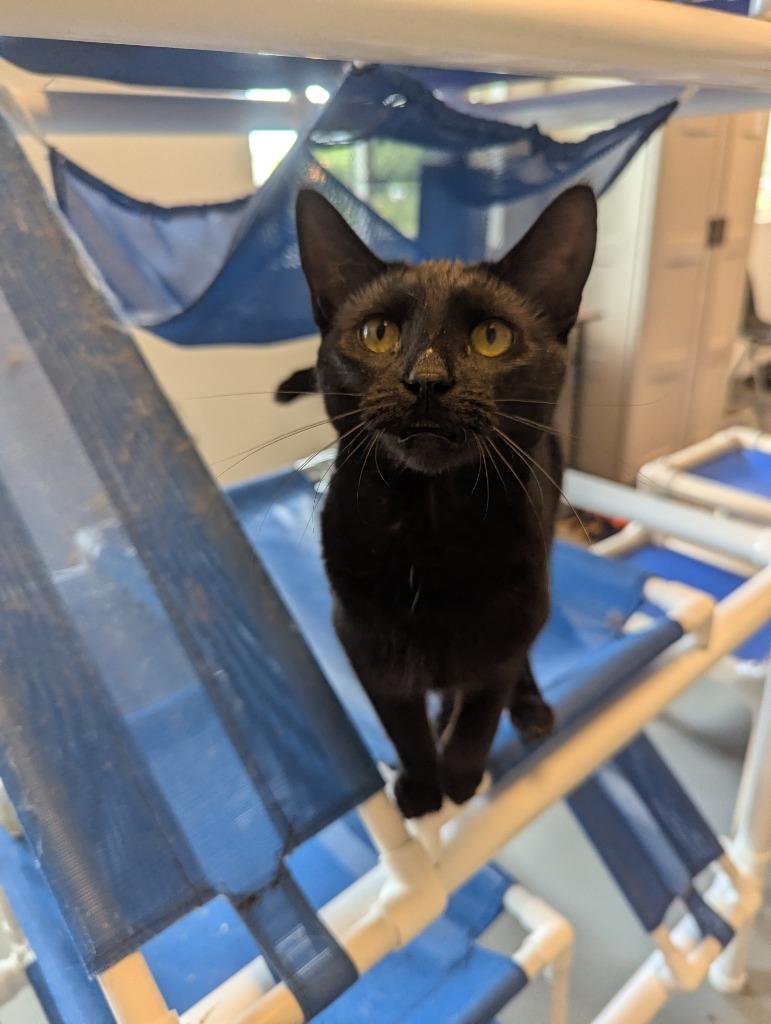 Lilo, Adoptable, Kitten Female Domestic Short Hair.