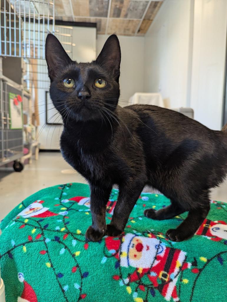 Lilo, Adoptable, Kitten Female Domestic Short Hair.