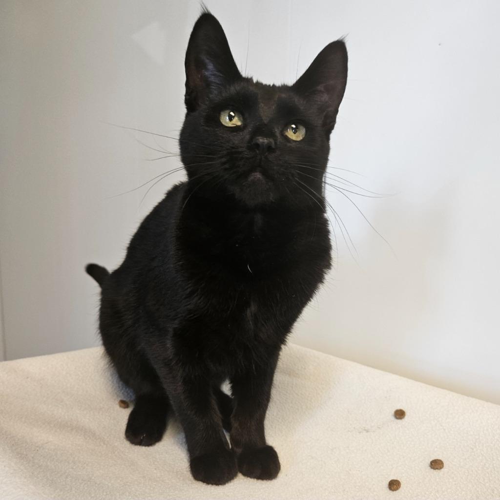 Enlarge Lilo, a Adoptable mixed breed in Barron, WI image 2/3