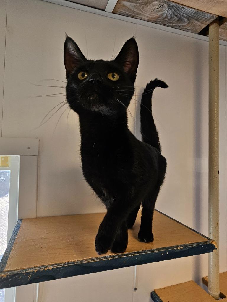 Enlarge Lilo, a Adoptable mixed breed in Barron, WI image 3/3