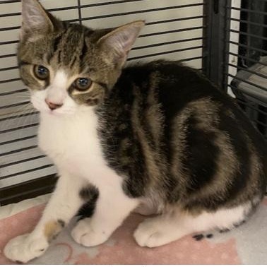 Polly, Adoptable, Kitten Female Domestic Short Hair.