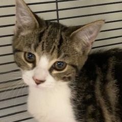 Polly, a Adoptable Domestic Short Hair in Ocean Isle Beach, NC image 2/2