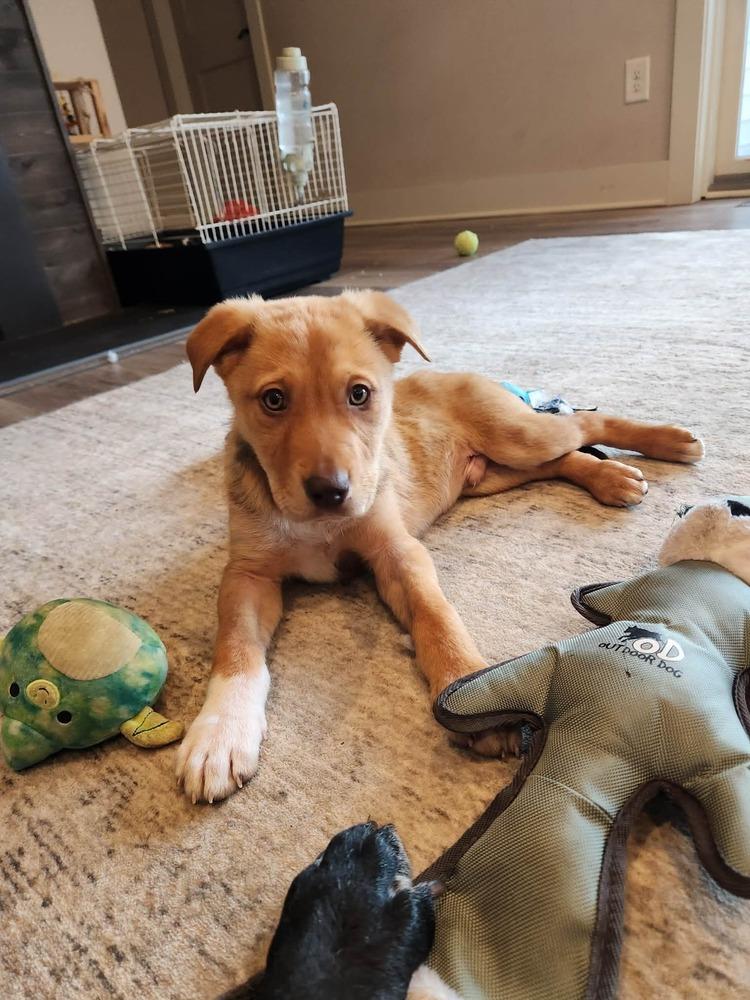 Cheer, Adoptable, Puppy Male Shepherd.