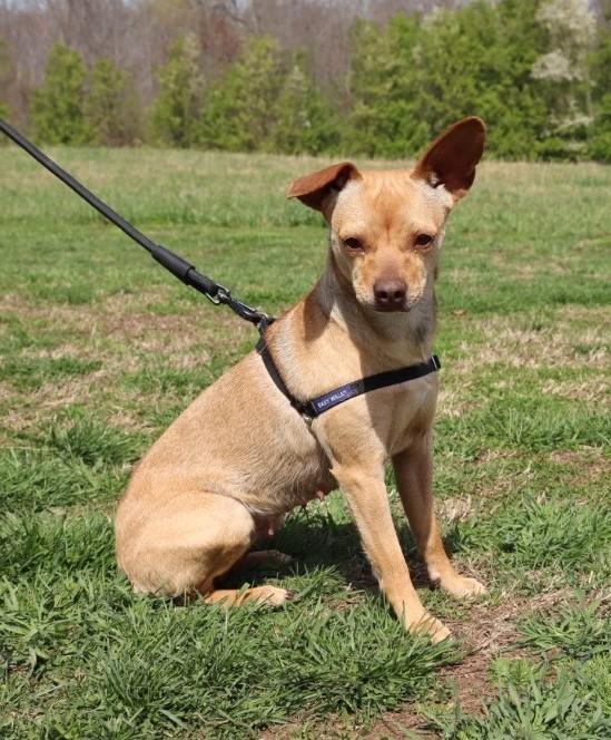 Enlarge Bambi, an adopted Chihuahua in Allentown, PA image 3/5