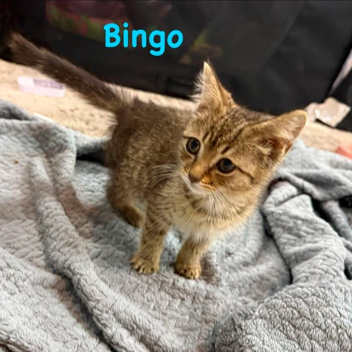 Enlarge Bingo, a Adoptable Domestic Short Hair in Leitchfield, KY image 1/1