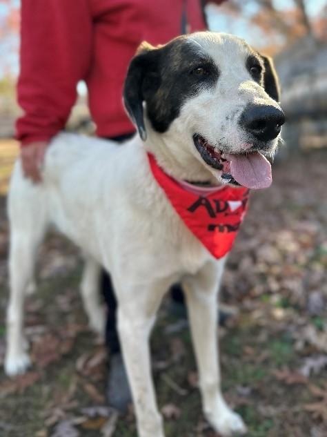 Merlow, ADOPTABLE, Young Female Great Pyrenees & Hound.