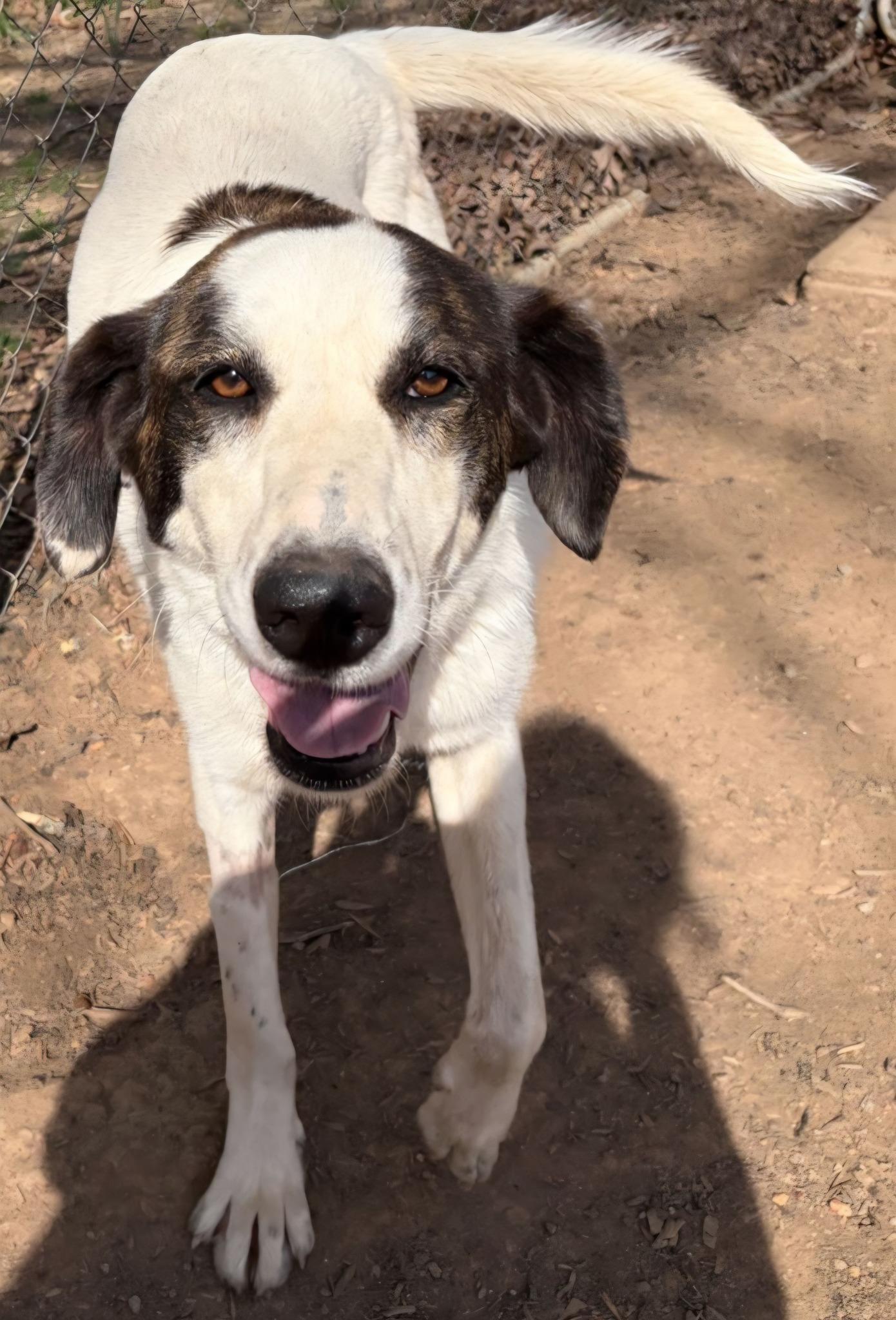 Enlarge Merlot, a ADOPTABLE mixed breed in Clarksville, VA image 2/2