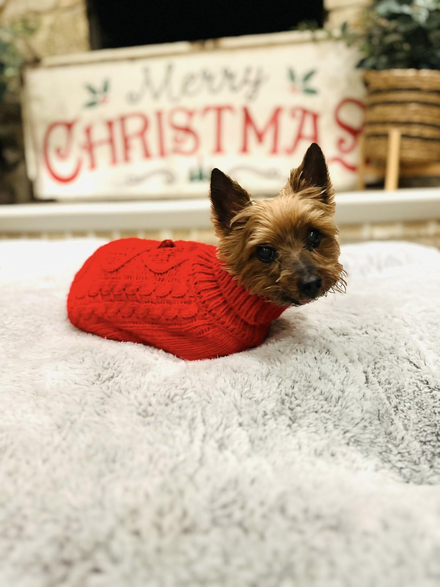 Henry, ADOPTABLE, Senior Male Yorkshire Terrier.