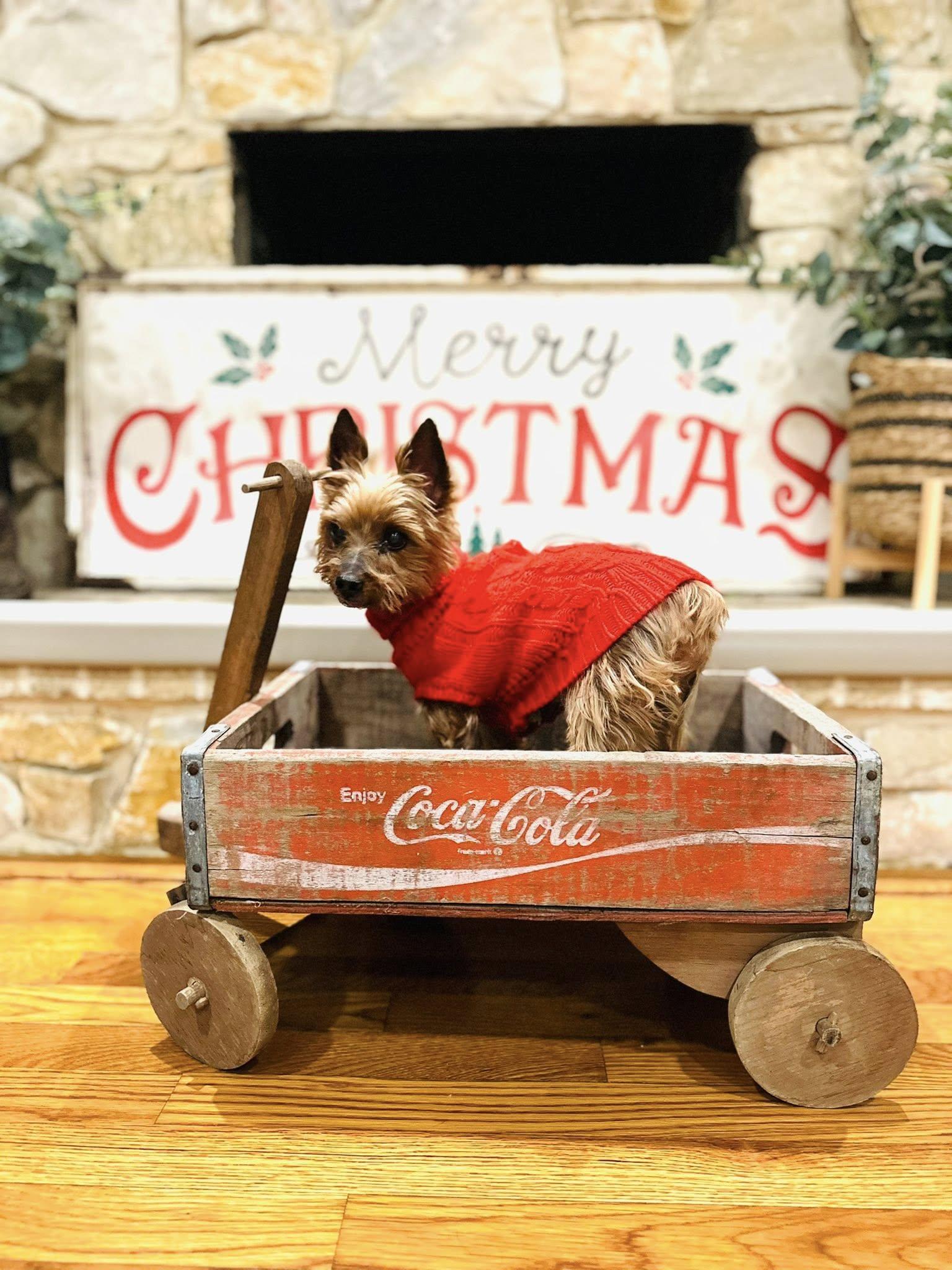 Henry, a ADOPTABLE Yorkshire Terrier in Medford, NJ image 2/4