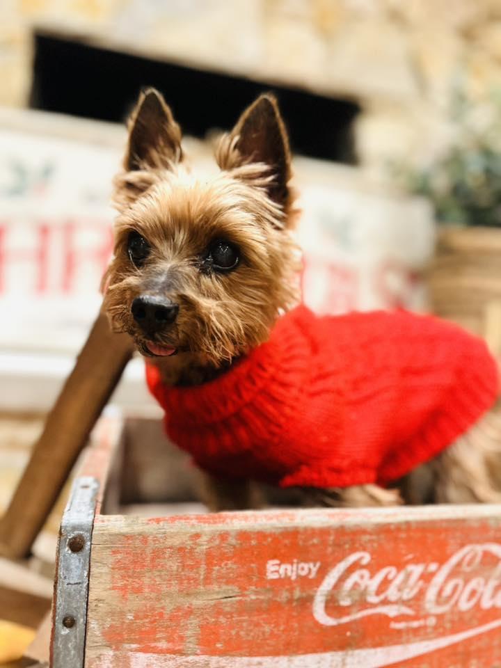 Henry, a ADOPTABLE Yorkshire Terrier in Medford, NJ image 3/4