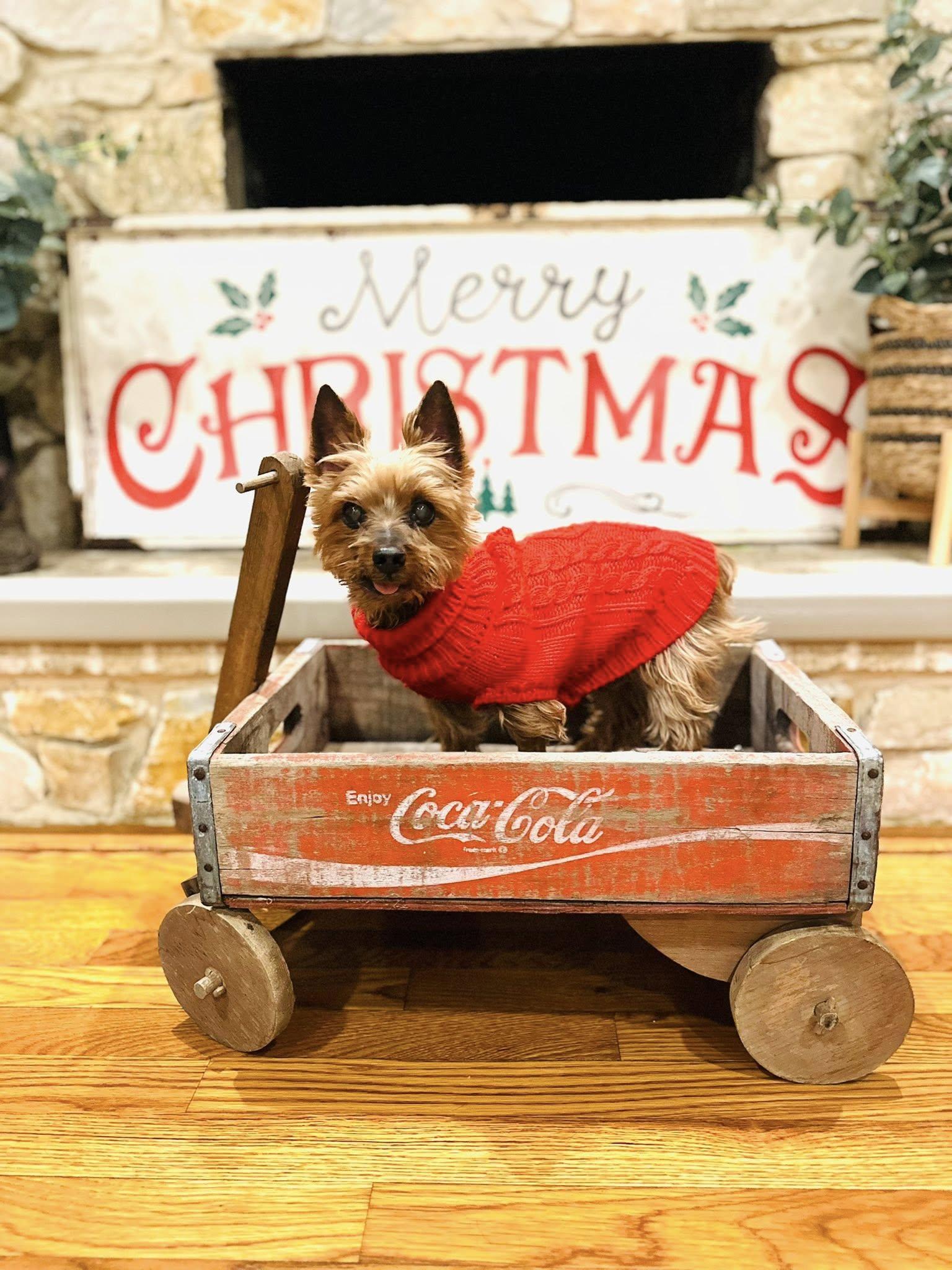 Henry, a ADOPTABLE Yorkshire Terrier in Medford, NJ image 4/4