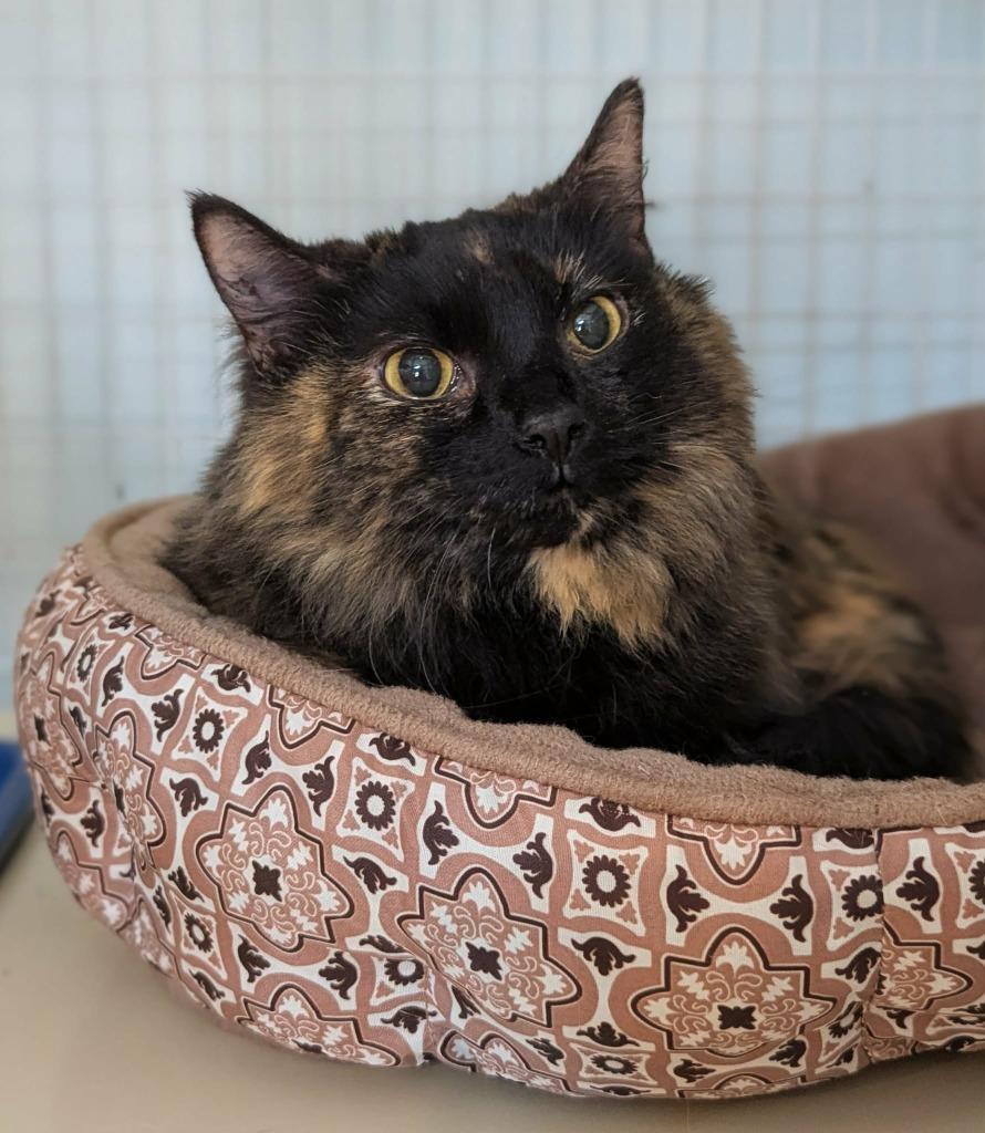 Tera, Adoptable, Adult Female Domestic Medium Hair.