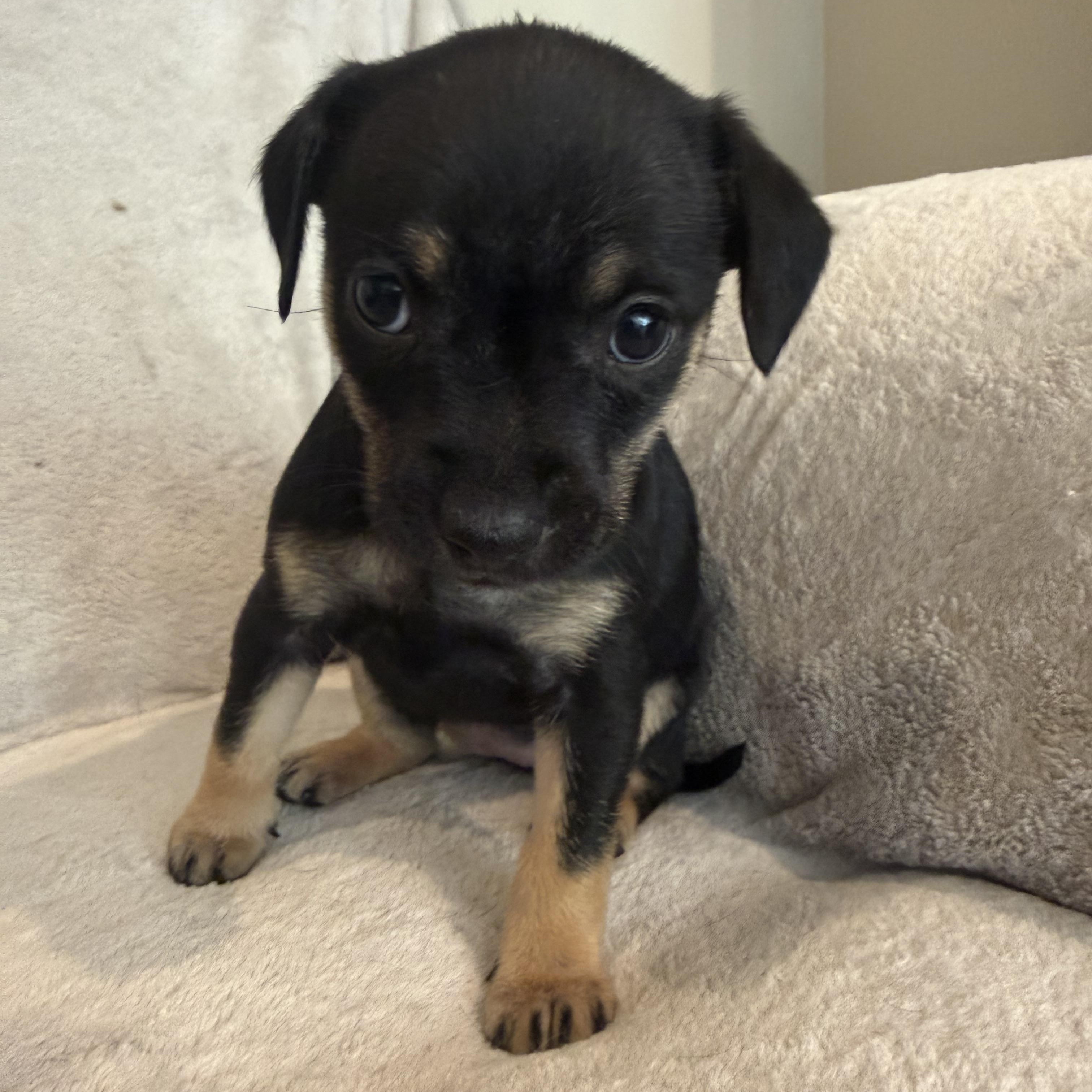 Renata (R litter), a ADOPTABLE Border Terrier in San Diego, CA image 5/5