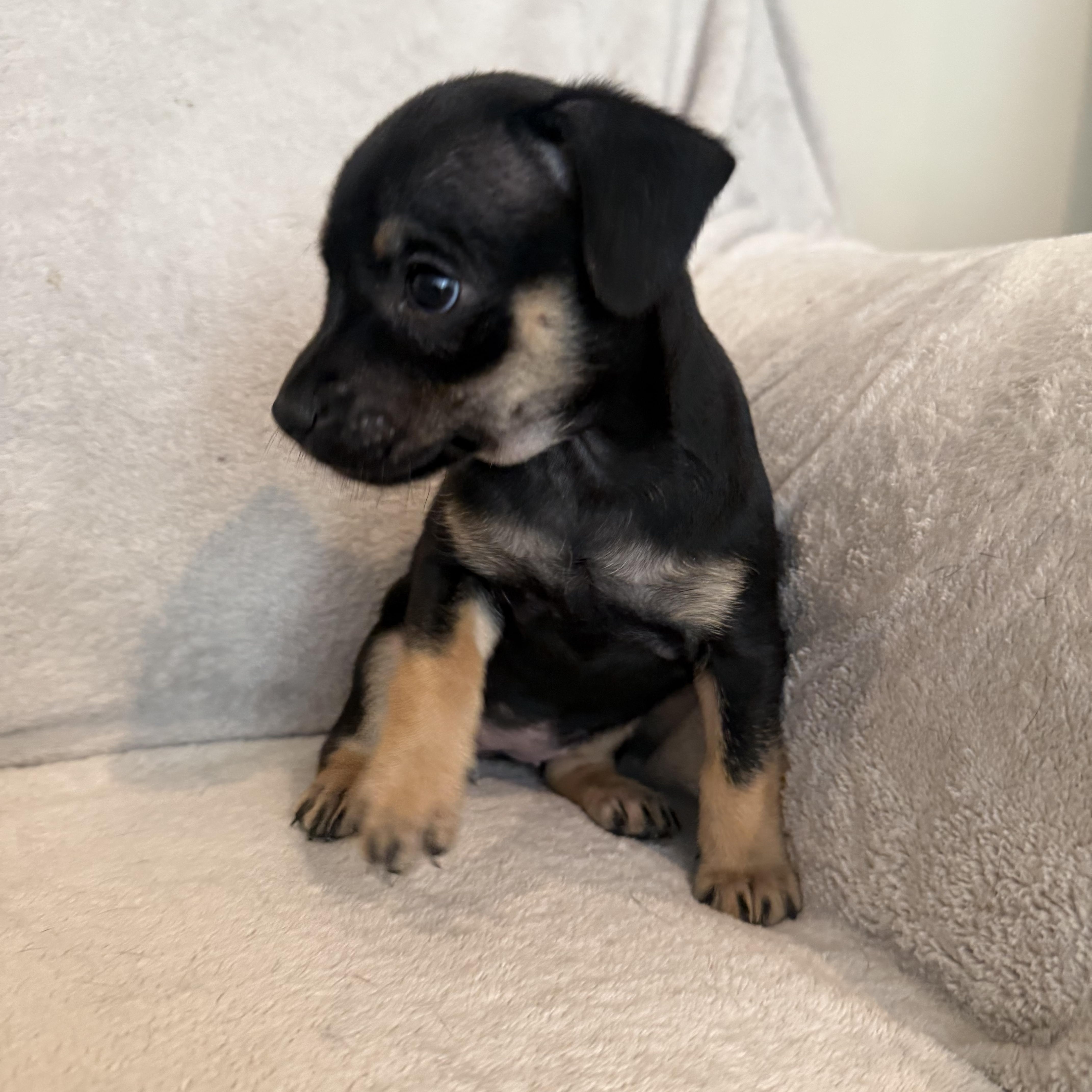 Renata (R litter), a ADOPTABLE Border Terrier in San Diego, CA image 4/5
