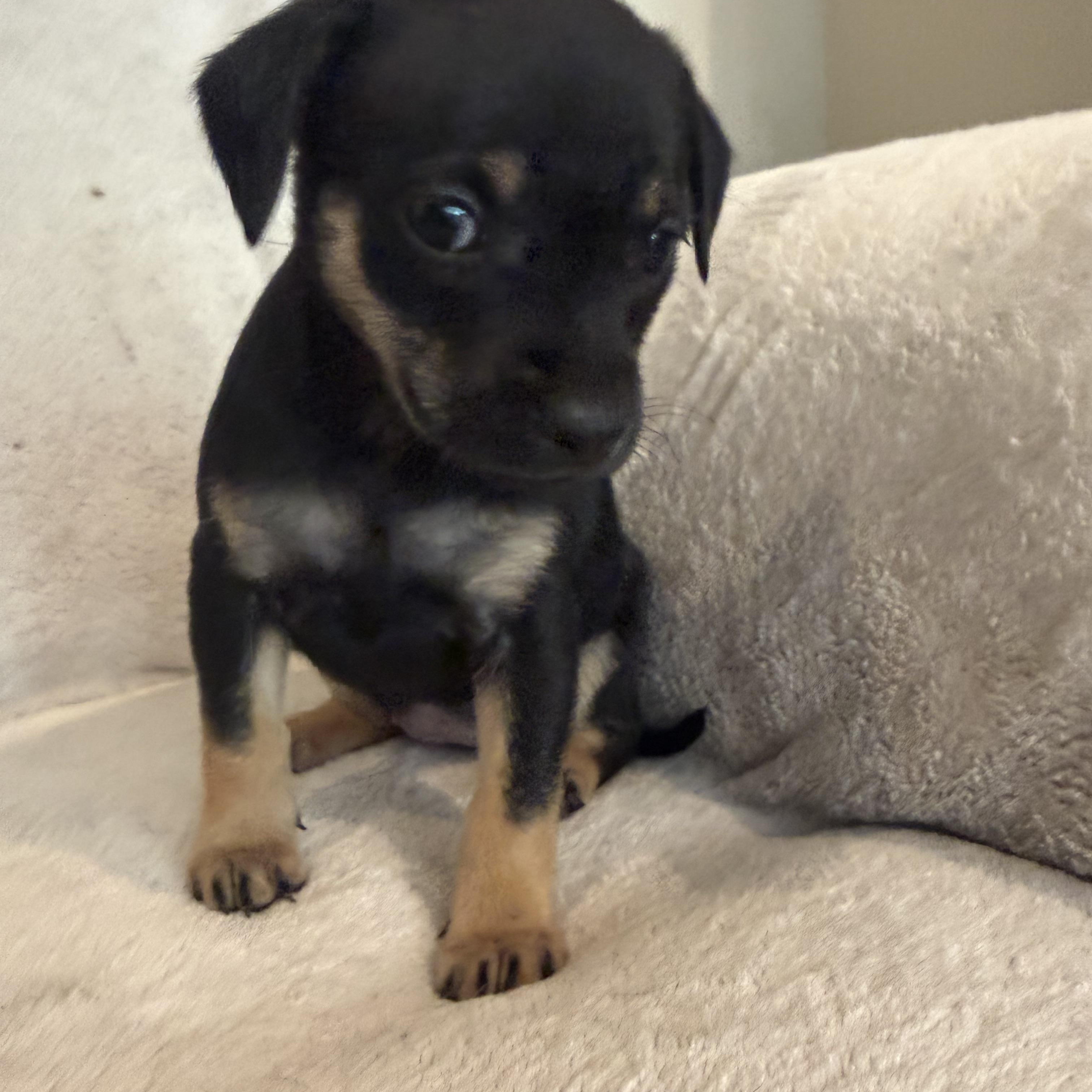 Renata (R litter), a ADOPTABLE Border Terrier in San Diego, CA image 2/5