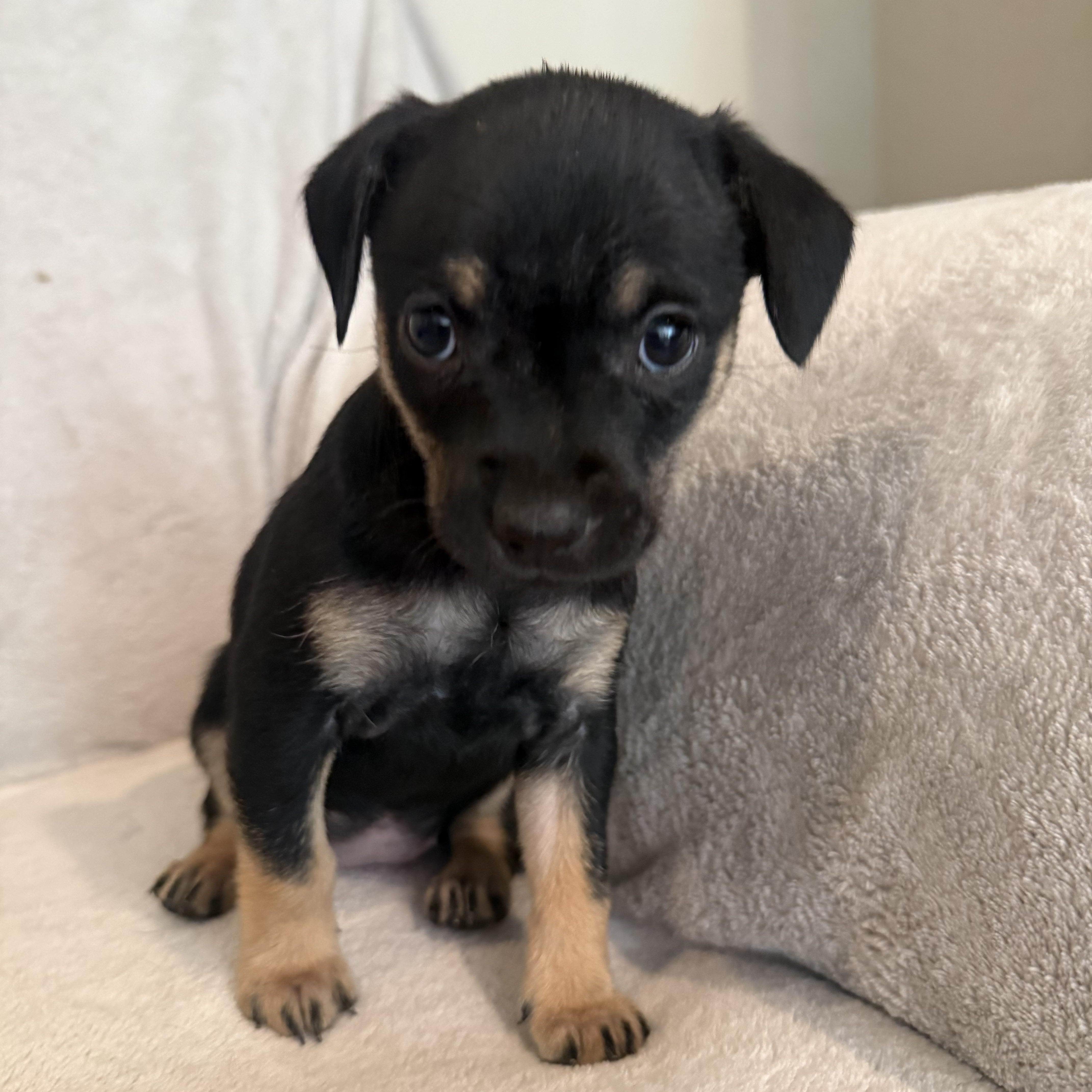 Renata (R litter), a ADOPTABLE Border Terrier in San Diego, CA image 1/5