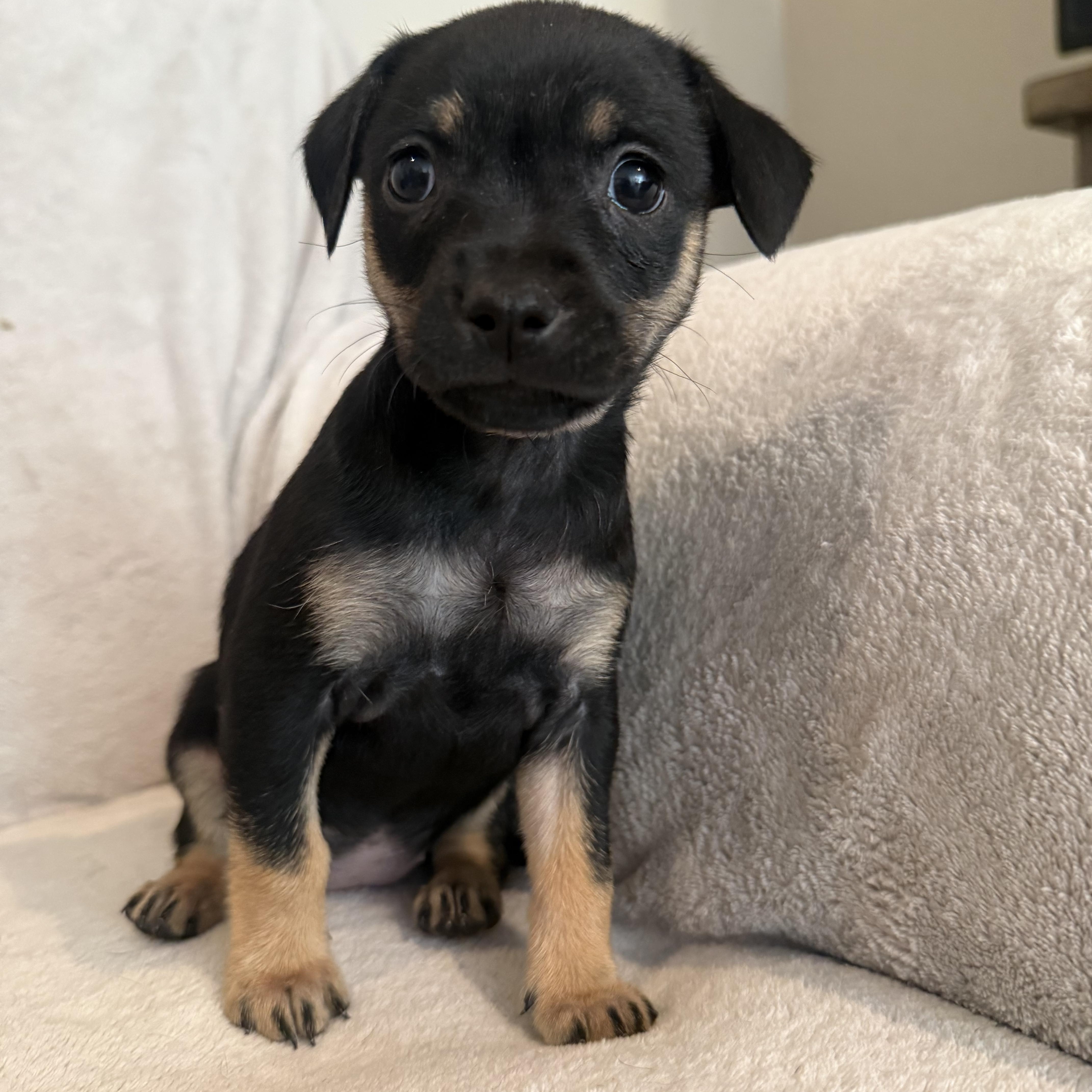 Renata (R litter), a ADOPTABLE Border Terrier in San Diego, CA image 3/5