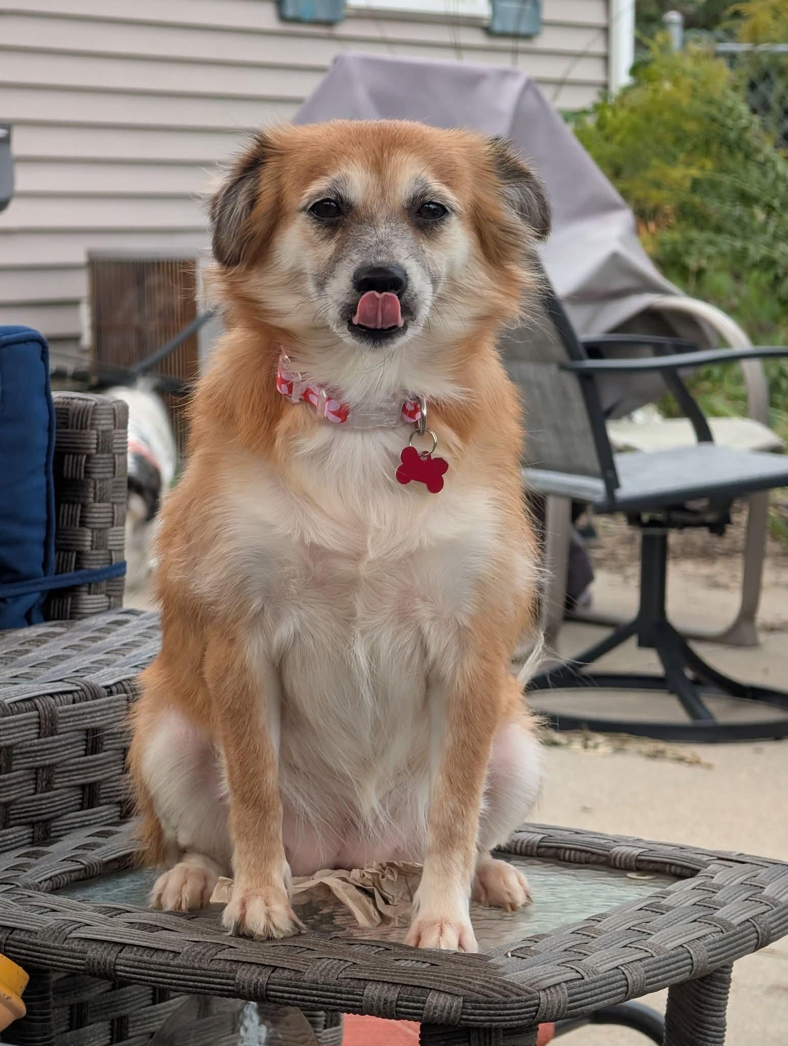 Enlarge Morgi, a Adoptable mixed breed in Lisbon, IA image 5/5