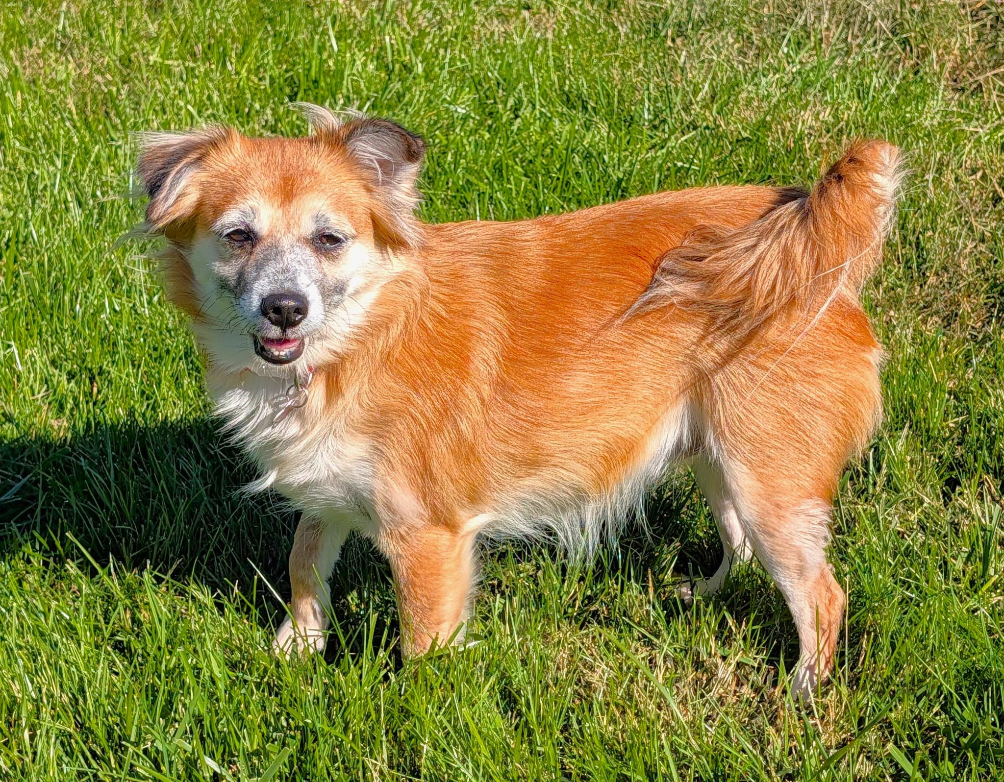 Enlarge Morgi, a Adoptable mixed breed in Lisbon, IA image 1/5