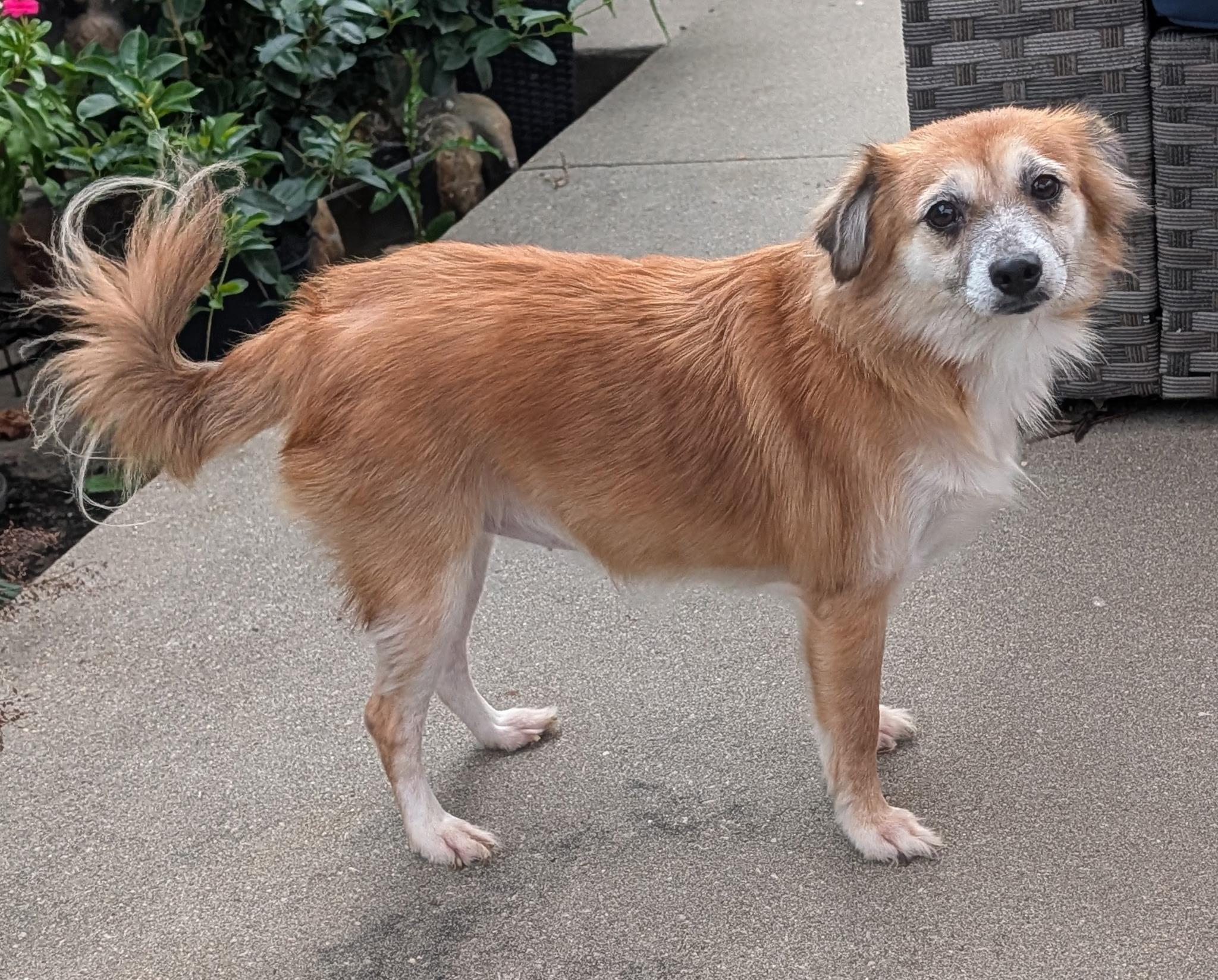 Enlarge Morgi, a Adoptable mixed breed in Lisbon, IA image 4/5