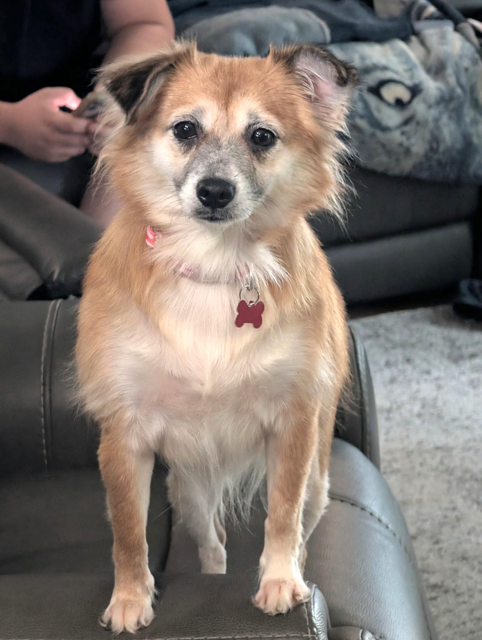 Enlarge Morgi, a Adoptable mixed breed in Lisbon, IA image 3/5