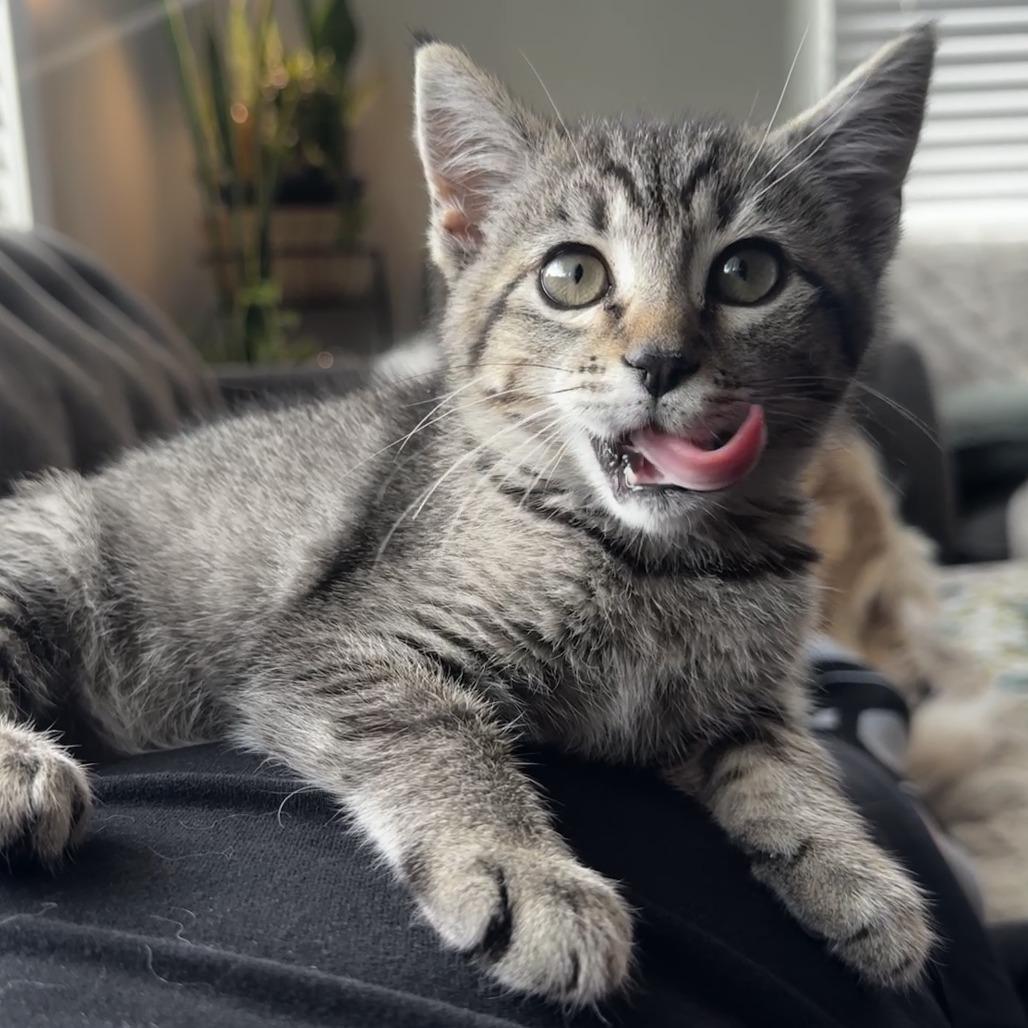 Meeko, Adoptable, Kitten Female Abyssinian & Domestic Short Hair.