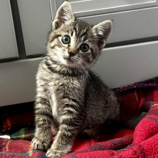 Meeko, Adoptable, Kitten Female Domestic Short Hair.