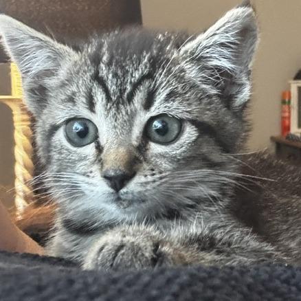 Enlarge Meeko, a Adoptable Domestic Short Hair in Richmond, VA image 3/6
