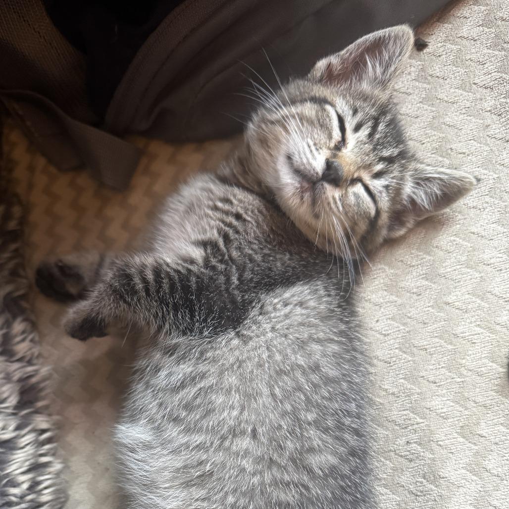 Enlarge Meeko, a Adoptable Domestic Short Hair in Richmond, VA image 4/6