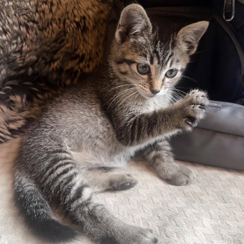 Enlarge Meeko, a Adoptable Domestic Short Hair in Richmond, VA image 5/6