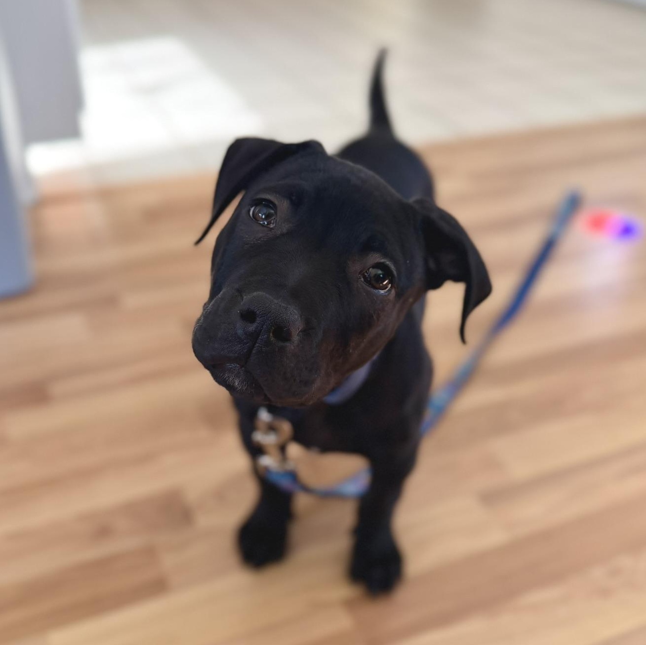 Isaac, Adoptable, Puppy Male Pit Bull Terrier.