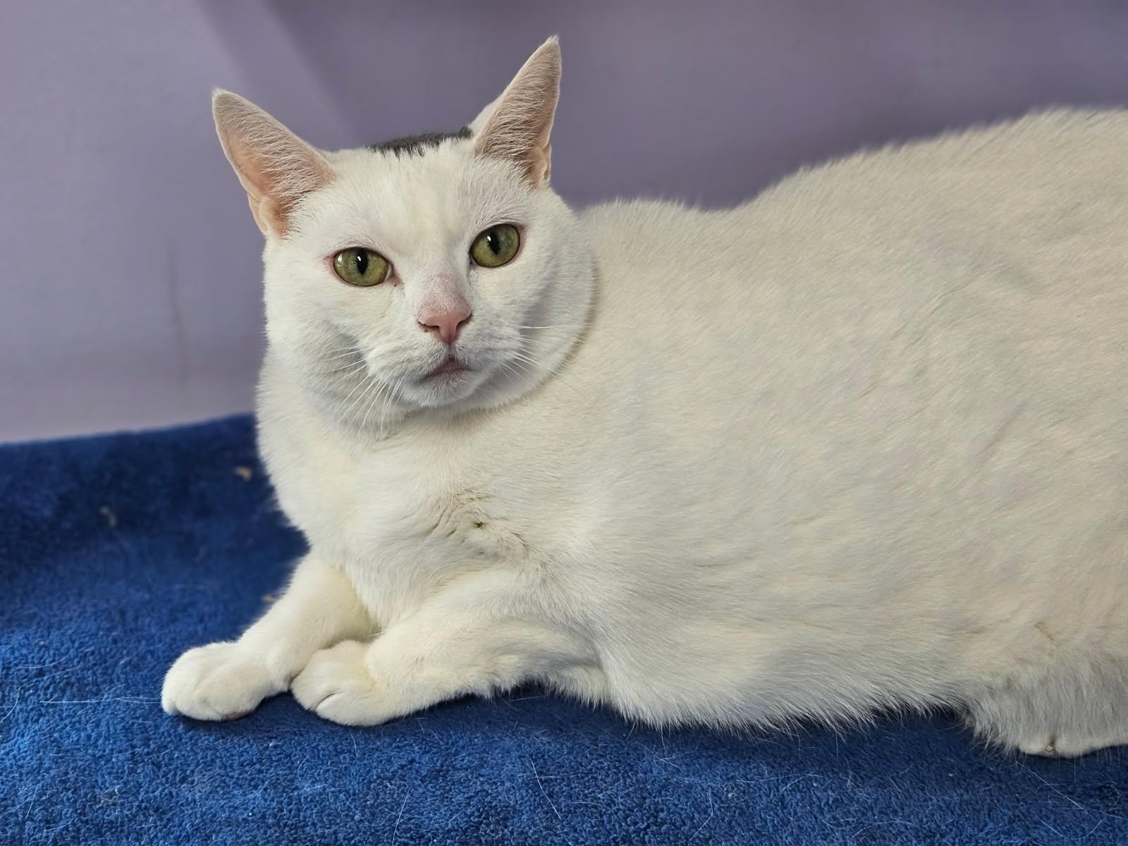 Enlarge Harper and Tupper (Bonded Pair), a Adoptable Domestic Short Hair in Florenceville, NB image 1/2