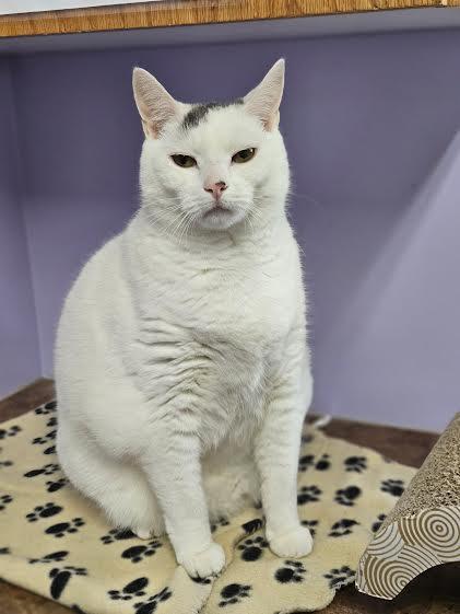 Enlarge Harper and Tupper (Bonded Pair), a Adoptable Domestic Short Hair in Florenceville, NB image 2/2