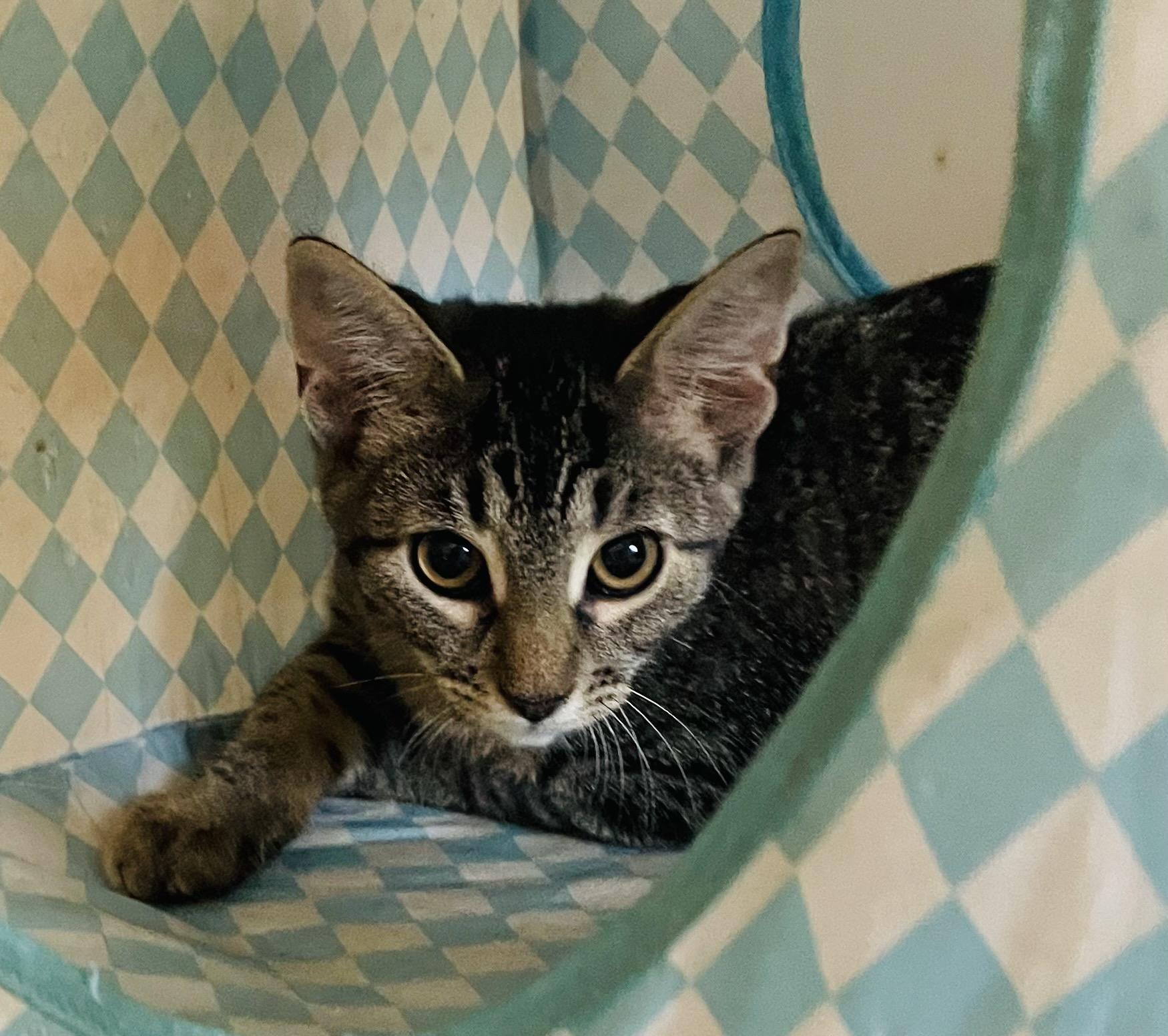 Yuzu, a Adoptable Domestic Short Hair in Covina , CA image 4/4