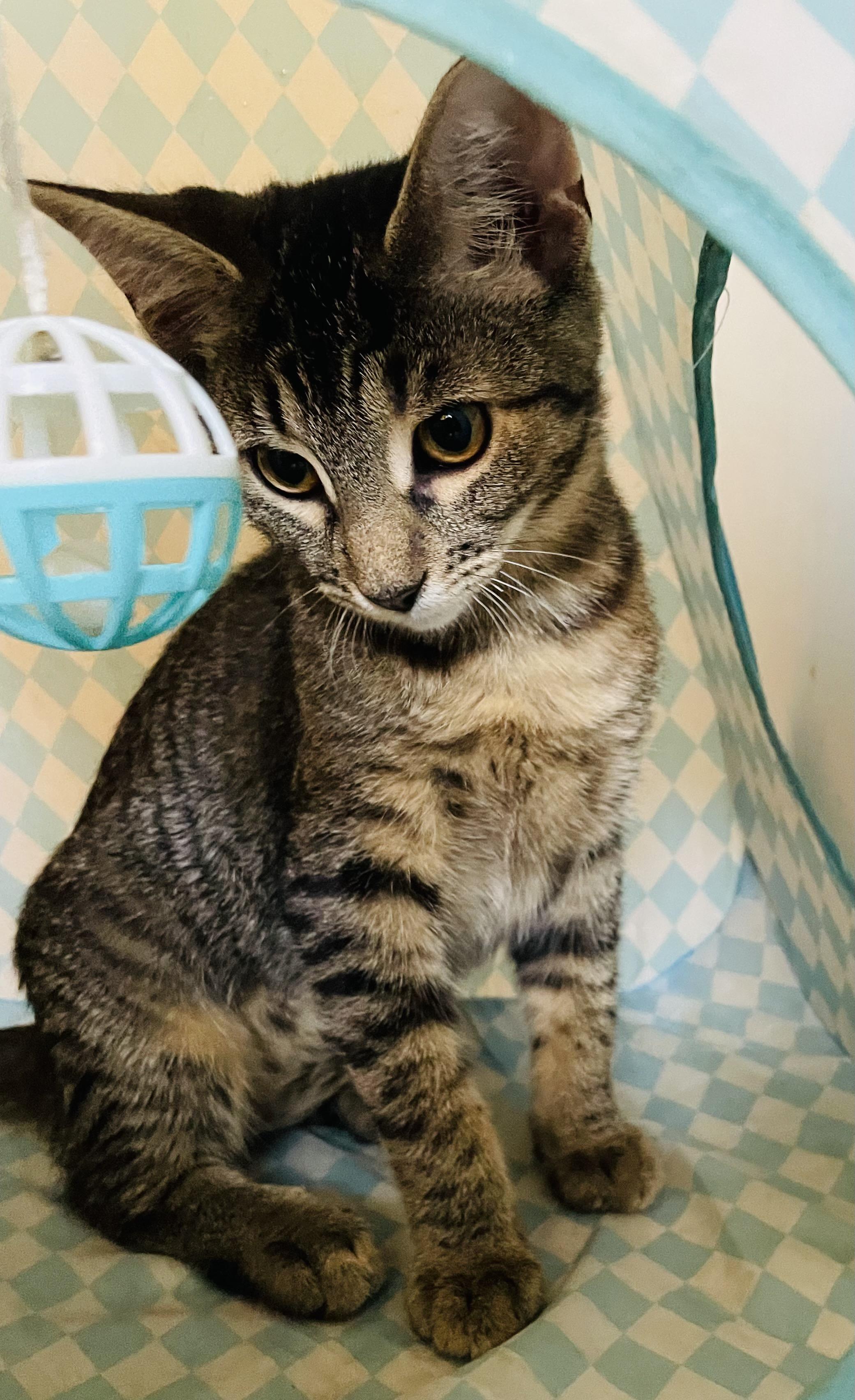 Yuzu, a Adoptable Domestic Short Hair in Covina , CA image 2/4