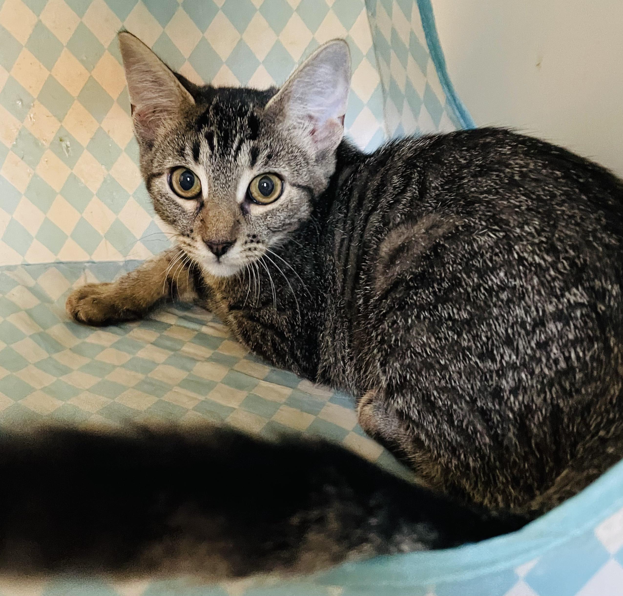 Yuzu, Adoptable, Kitten Female Domestic Short Hair.