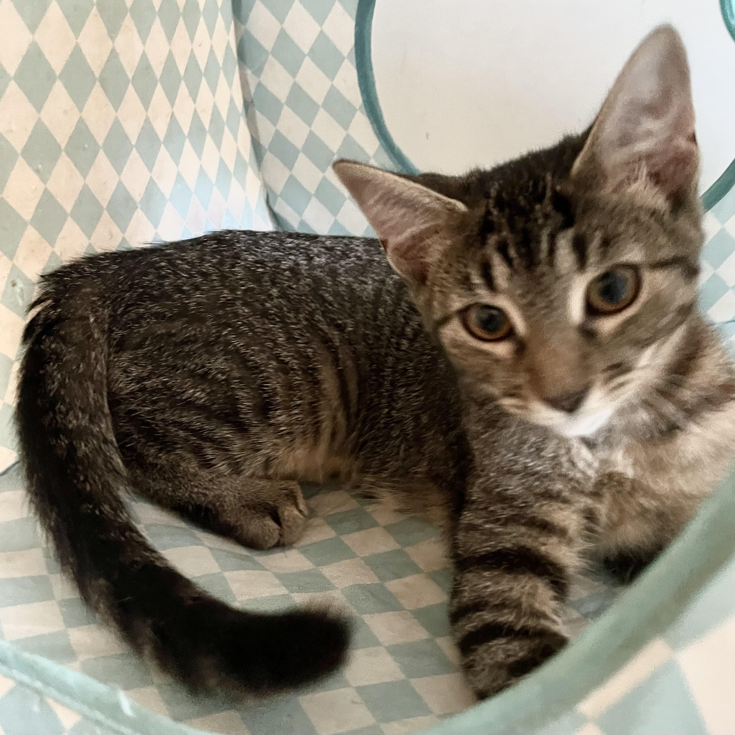 Yuzu, a Adoptable Domestic Short Hair in Covina , CA image 3/4